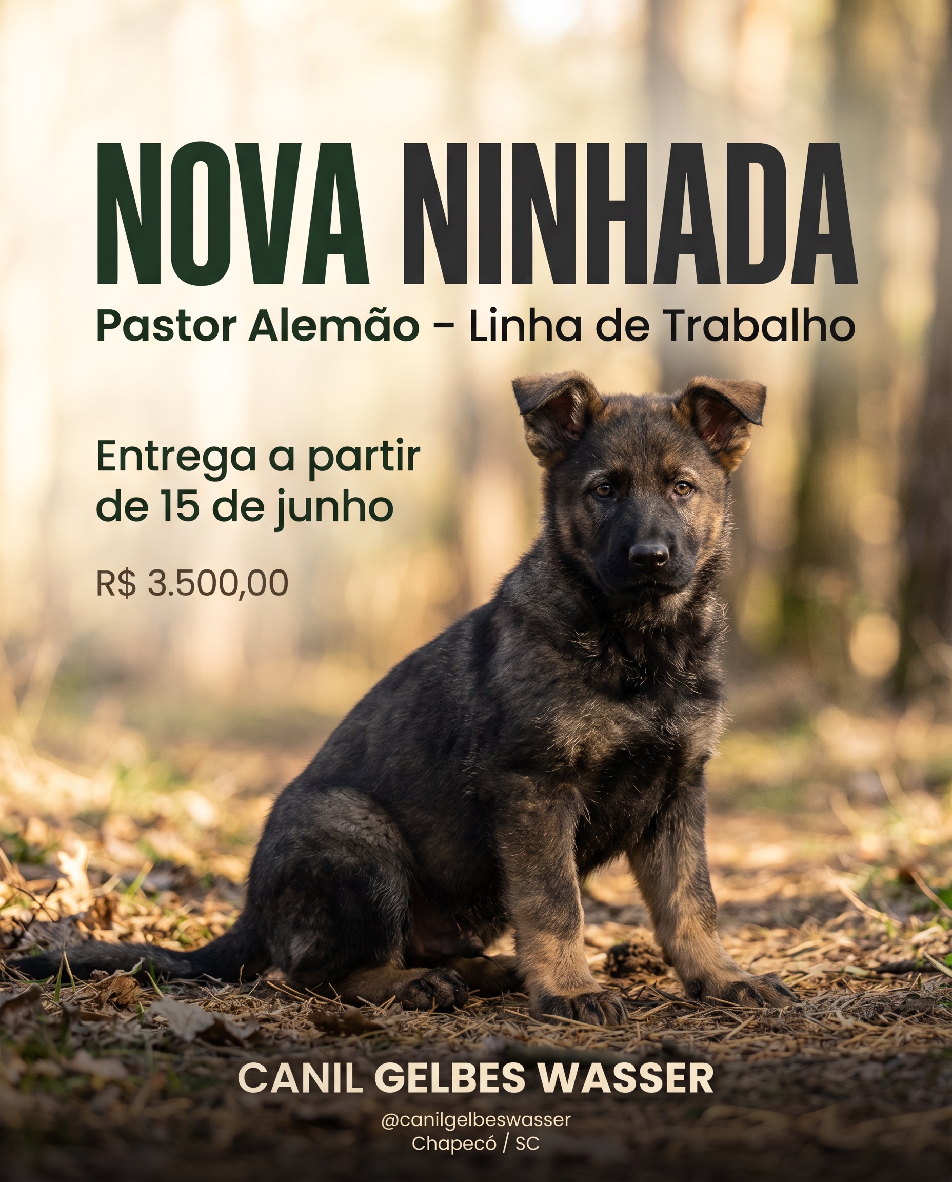 Nova Ninhada Pastor Alemão – Canil Gelbes Wasser